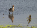 PectoralSandpiper5977b.jpg