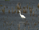 SnowyEgret5990b.jpg
