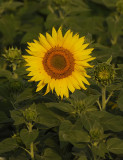 Sunflower3205b.jpg