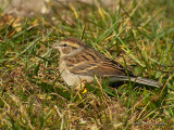 ChippingSparrow7006b.jpg