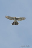 SharpshinnedHawk6927b.jpg