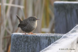 WinterWren6279b.jpg