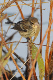 YellowrumpedWarbler6316b.jpg