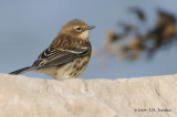YellowrumpedWarbler6805b.jpg