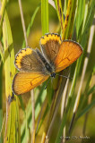 BronzeCopper7043b.jpg