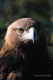 GoldenEagle9104b.jpg
