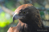 GoldenEagle9120b.jpg