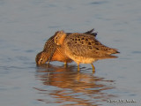 LB_SBDowitcher9694b.jpg