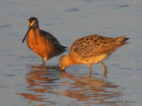 LB_SBDowitcher9696b.jpg