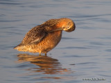LBDowitcher9734b.jpg