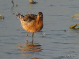 LBDowitcher9757b.jpg