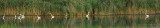 GreatEgret_compb.jpg