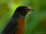 AmericanRobin9921b.jpg