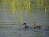 PiedbilledGrebe9939b.jpg
