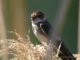 BankSwallow0014b.jpg