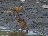 ShortbilledDowitcher0035_01b.jpg