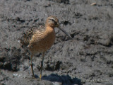 ShortbilledDowitcher0161b.jpg
