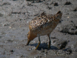 ShortbilledDowitcher9989b.jpg
