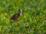 Whimbrel0221b.jpg