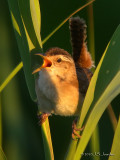 MarshWren0289b.jpg