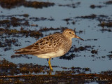 PectoralSandpiper0401b.jpg