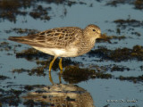 PectoralSandpiper0407b.jpg