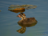 PiedbilledGrebe0515b.jpg