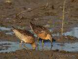 ShortbilledDowitcher0439b.jpg