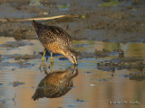 ShortbilledDowitcher0471b.jpg
