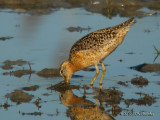 ShortbilledDowitcher0478b.jpg
