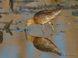 ShortbilledDowitcher0487b.jpg