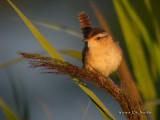 MarshWren0343b.jpg