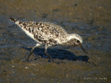 BlackbelliedPlover0942b.jpg