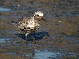 BlackbelliedPlover0945b.jpg