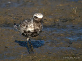 BlackbelliedPlover0952b.jpg