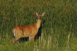 WhitetailedDeer1154b.jpg