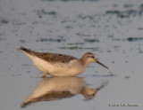 WilsonPhalarope9803b.jpg