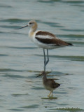 AmericanAvocet0044b.jpg