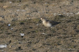 SemipalmatedSandpiper2259b.jpg