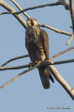 PeregrineFalcon3341b.jpg