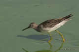 GreaterYellowlegs3528b.jpg