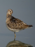 StiltSandpiper0482b.jpg