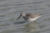 StiltSandpiper3857b.jpg