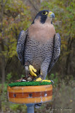 PeregrineFalcon7294b.jpg