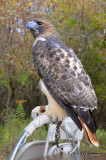 RedtailedHawk7302b.jpg