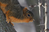 FoxSquirrel3434b.jpg