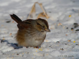 SwampSparrow9533b.jpg