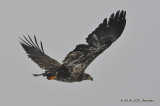 BaldEagle4334b.jpg