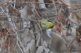 OrangecrownedWarbler4057b.jpg