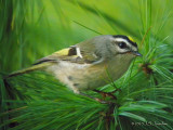 GoldencrownedKinglet8774b.jpg